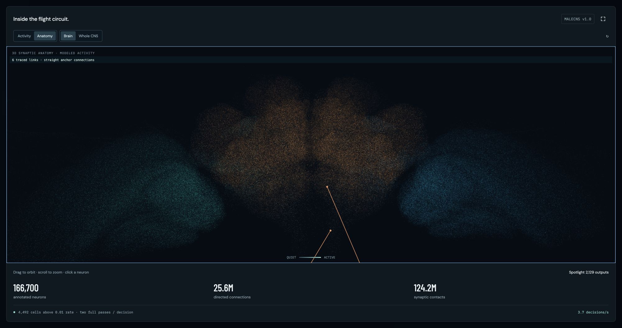 Brain anatomy in Fly Space Program
